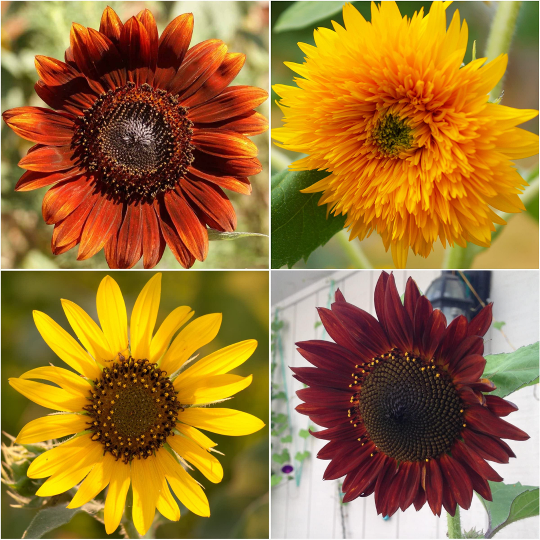 Sunflower Starter Kit