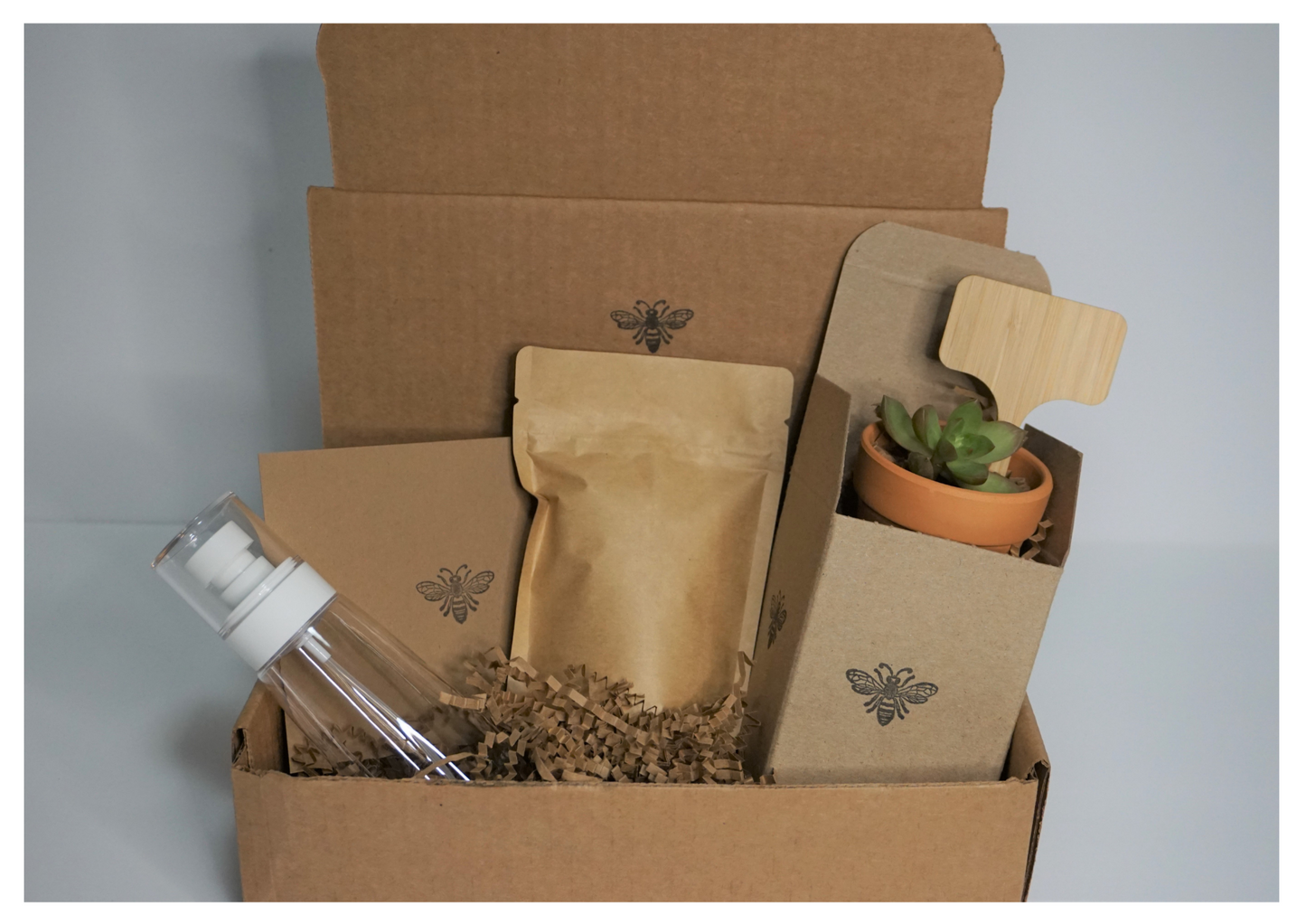 Succulent Starter Kit