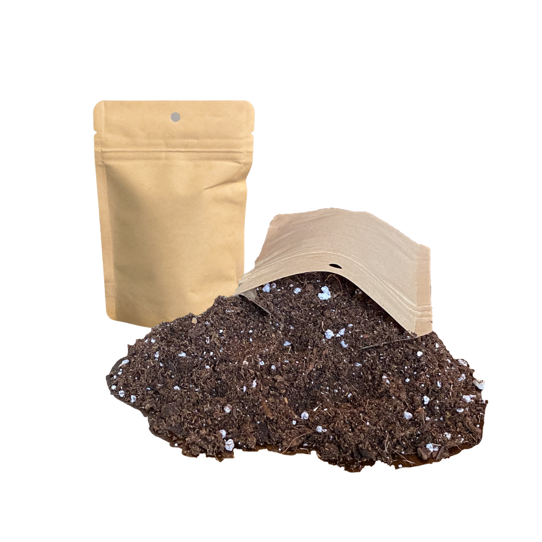 Sunflower Starter Kit